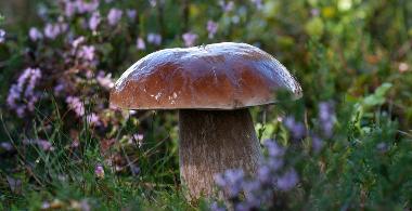 Online-Kurs: Pilze kennen und verstehen