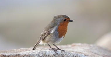 Online-Kurs: Vogelwelt in Garten, Dorf und Stadt