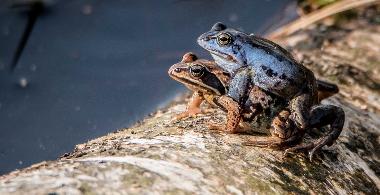 Online-Kurs: Lebensraum Moor