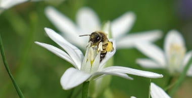 Online-Kurs Basiswissen Wildbienen