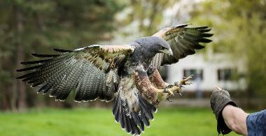 Falkner Schnupperstunde