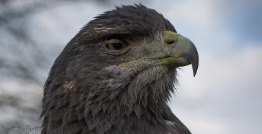 Greifvogel Spaziergang