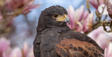 Hawk walk & fly