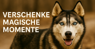 Wertgutschein Husky Erlebnisse